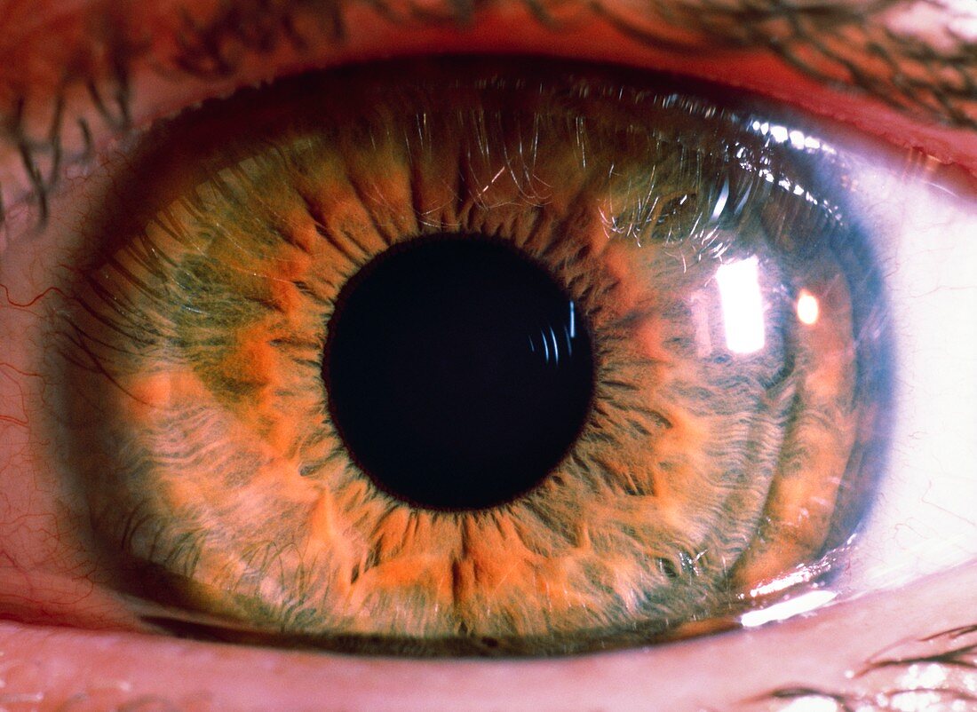 Macrophoto of a healthy, brown human eye