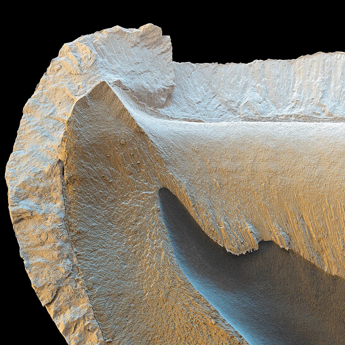 Tooth structure, SEM