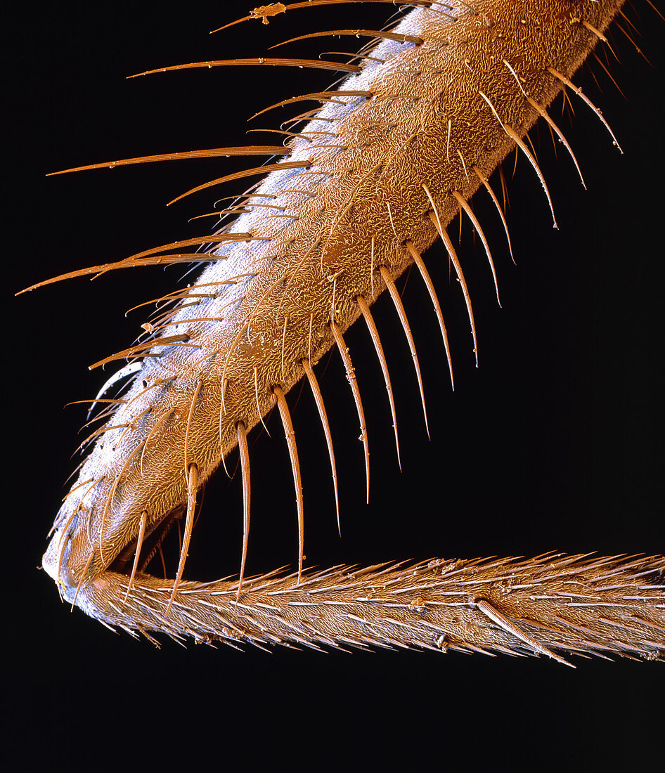 Coloured SEM of the leg of a common housefly