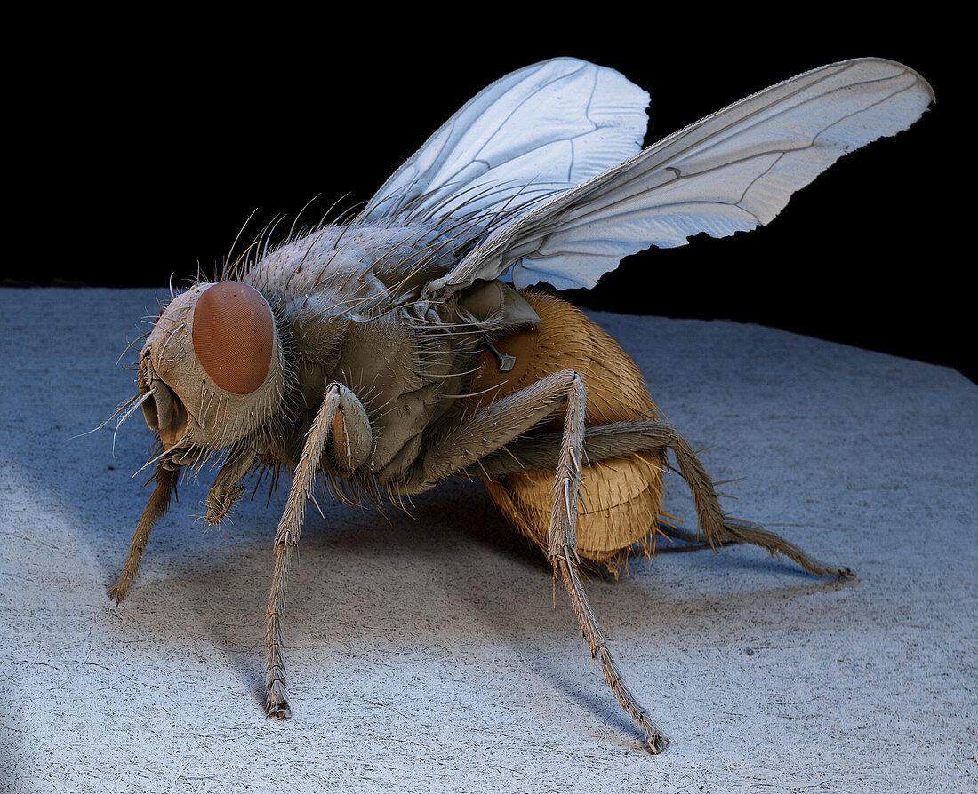Coloured SEM of a housefly (Musca domestica)
