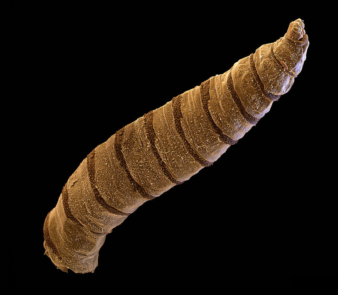 Bluebottle larva, SEM
