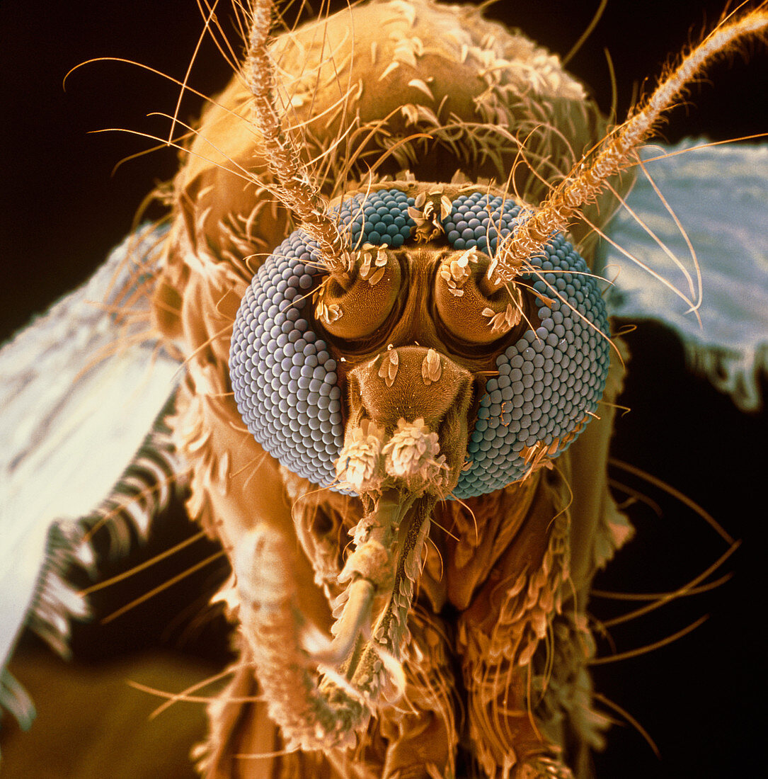 Coloured SEM of a mosquito, Aedes aegypti