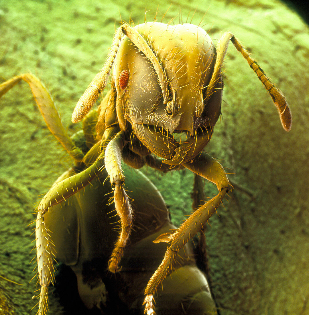 Coloured SEM of a fire ant
