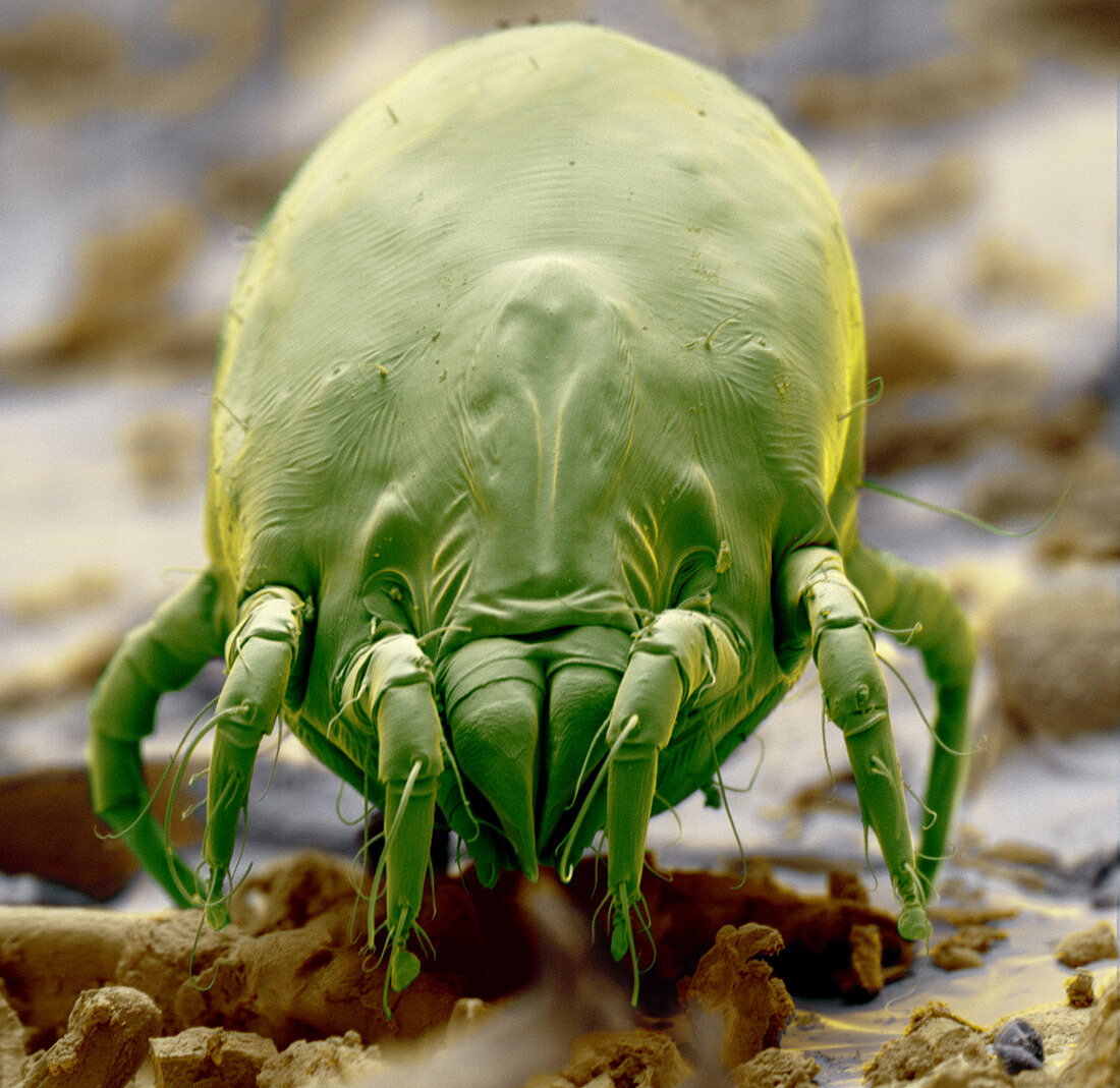 Coloured SEM of a dust mite, Dermatophagoides