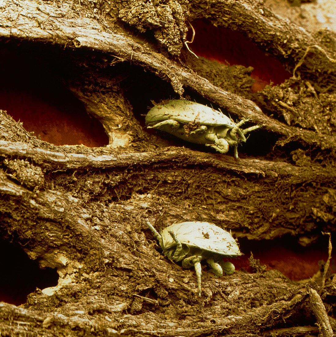 Coloured SEM of turtle mites on a compost heap