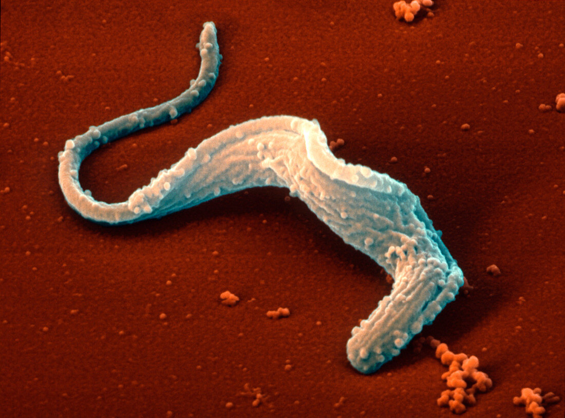 Coloured SEM of a Trypansoma brucei protozoan