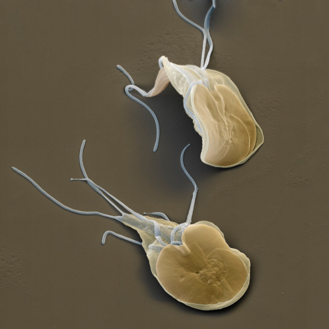 Giardia lamblia protozoa, SEM