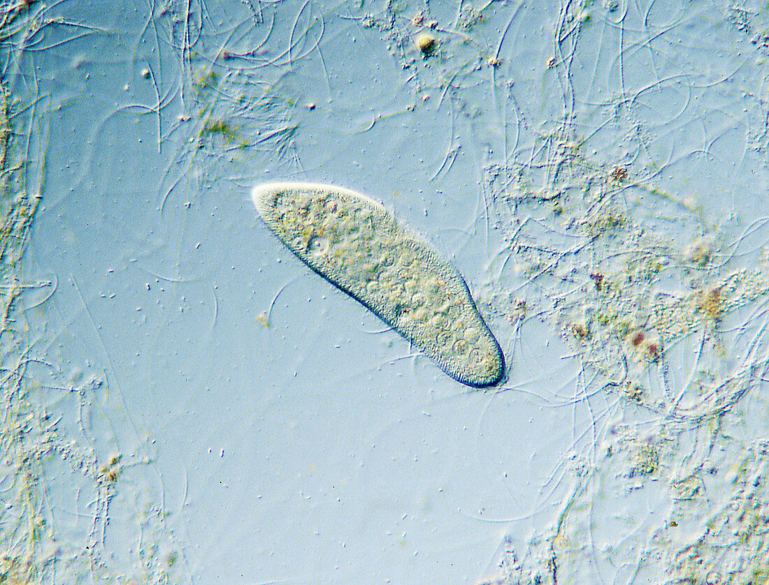 Paramecium protozoan