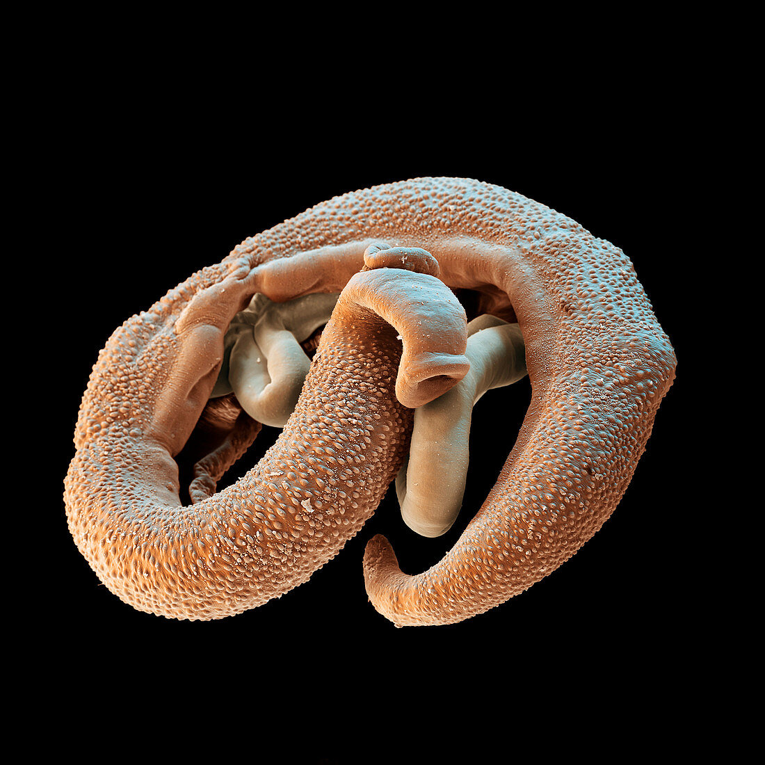 Mating schistosome flukes, SEM