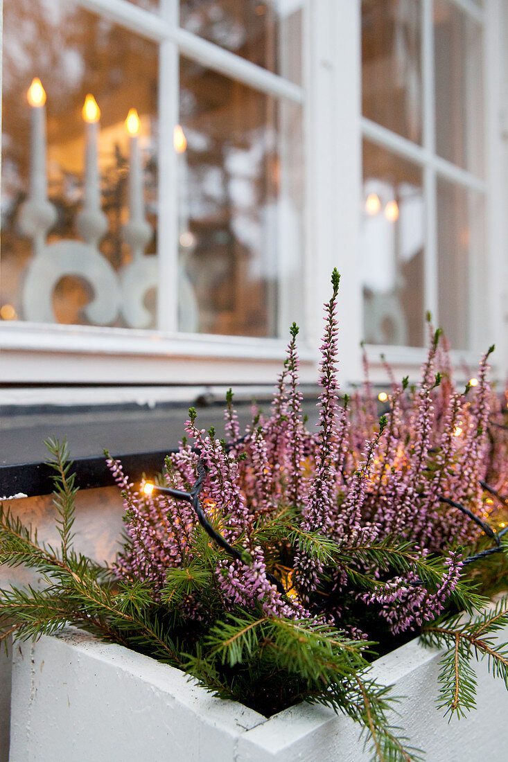 Heather in window box outside window