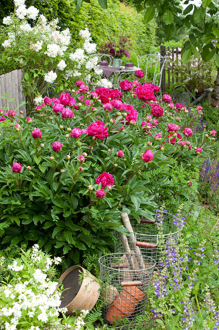 Peonies And Dwarf Lilac In The Bed