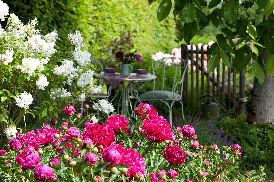 Peonies And Dwarf Lilac In The Bed