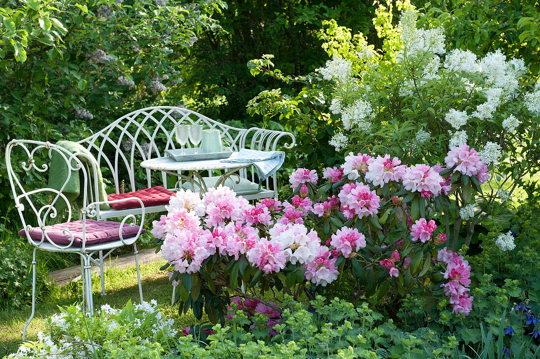 Seating Next To Rhododendron And Lilac