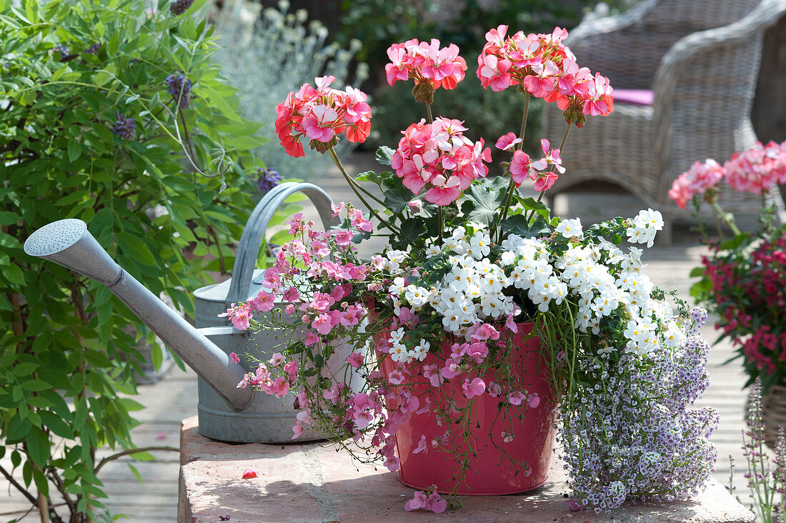 White - pink combination with geranium