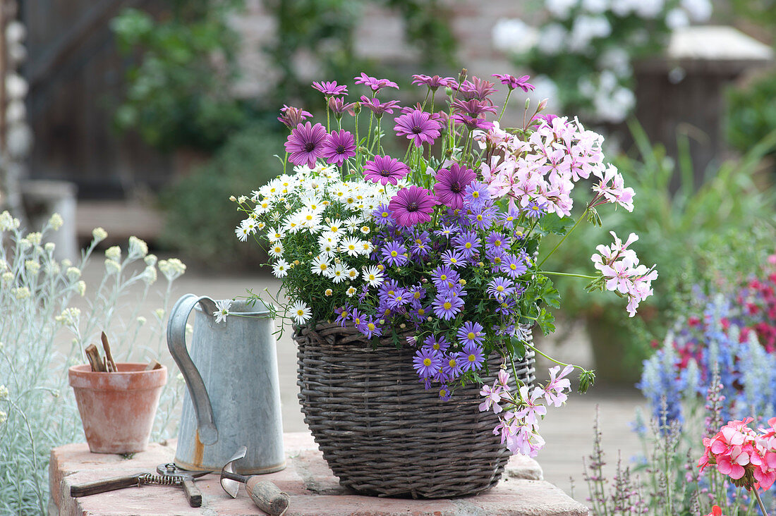 Basket with Spanish daisies, geranium and cape baskets