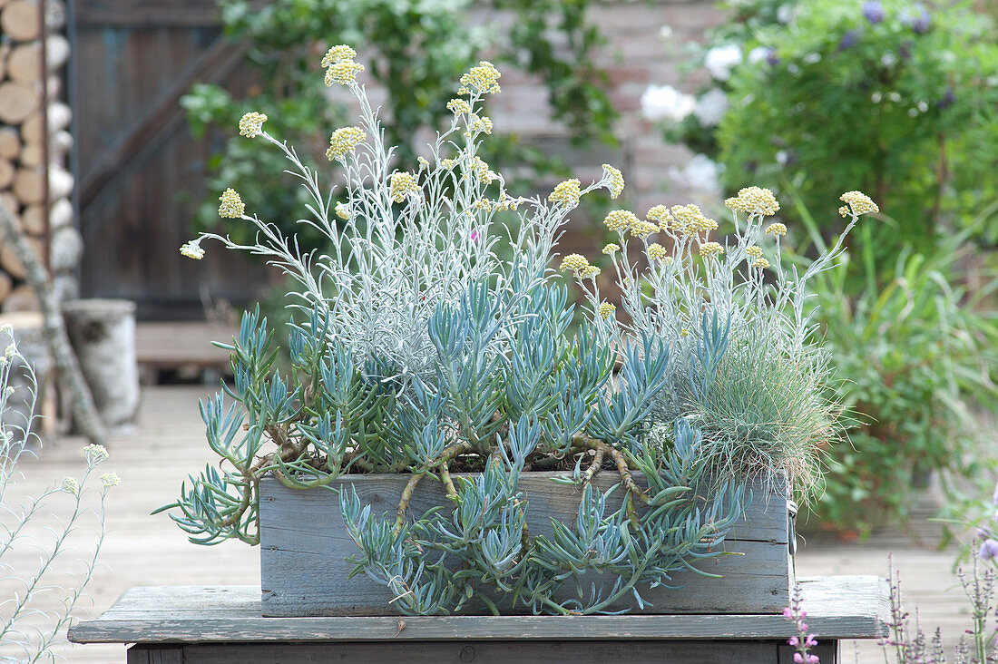 Wooden box planted in silver grey