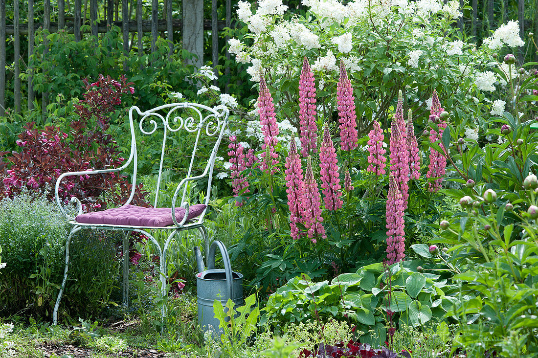 Chair In The Bed Next To Lupine 'gallery Rosa'