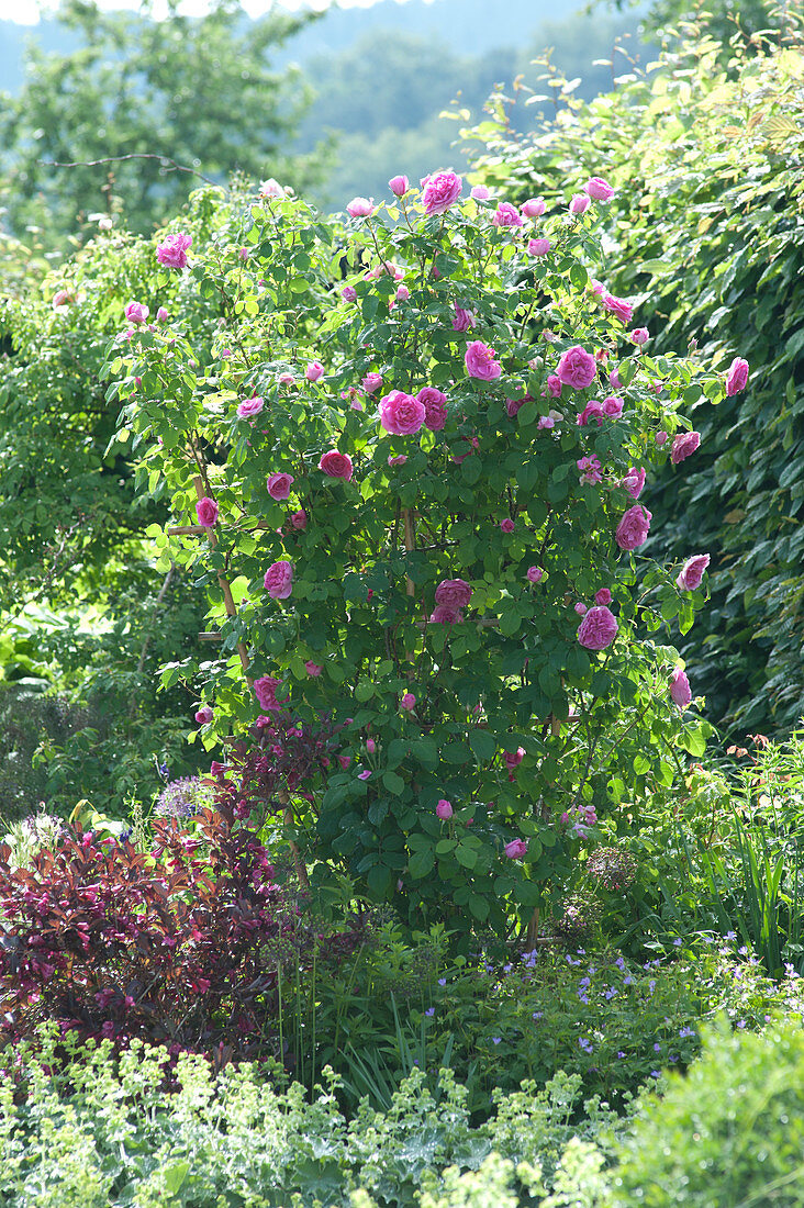 English Fragrance Rose 'gertrude Jekyll' In The Perennial Border