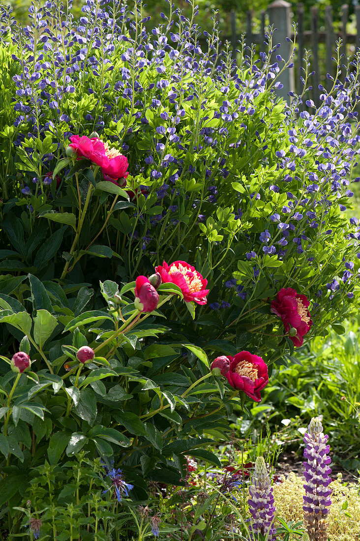 Early Summer Bed With Peony 'sword Dance' And Indigolupine