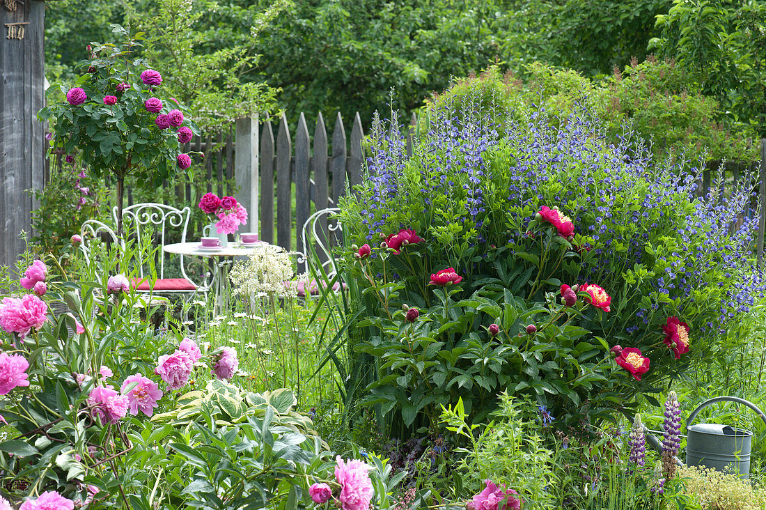 Early Summer Bed With Peony Glory Hallelujah '' Sword Dance '' And Indigolupine