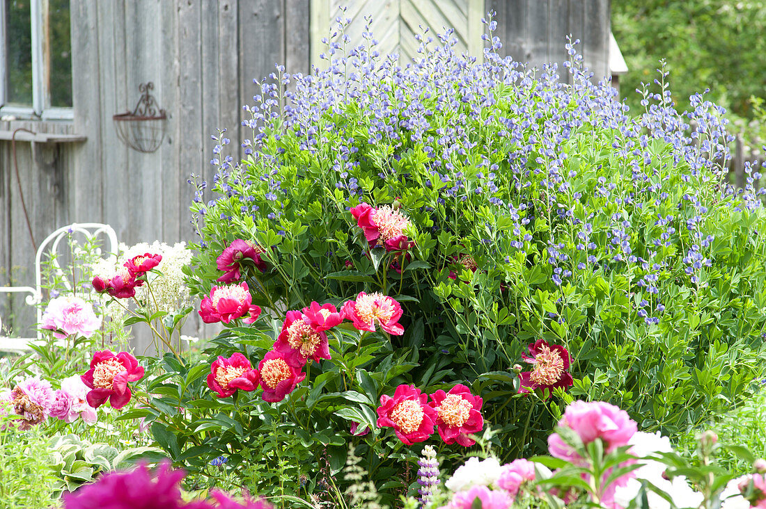 Early Summer Bed With Peony 'sword Dance' And Indigolupine