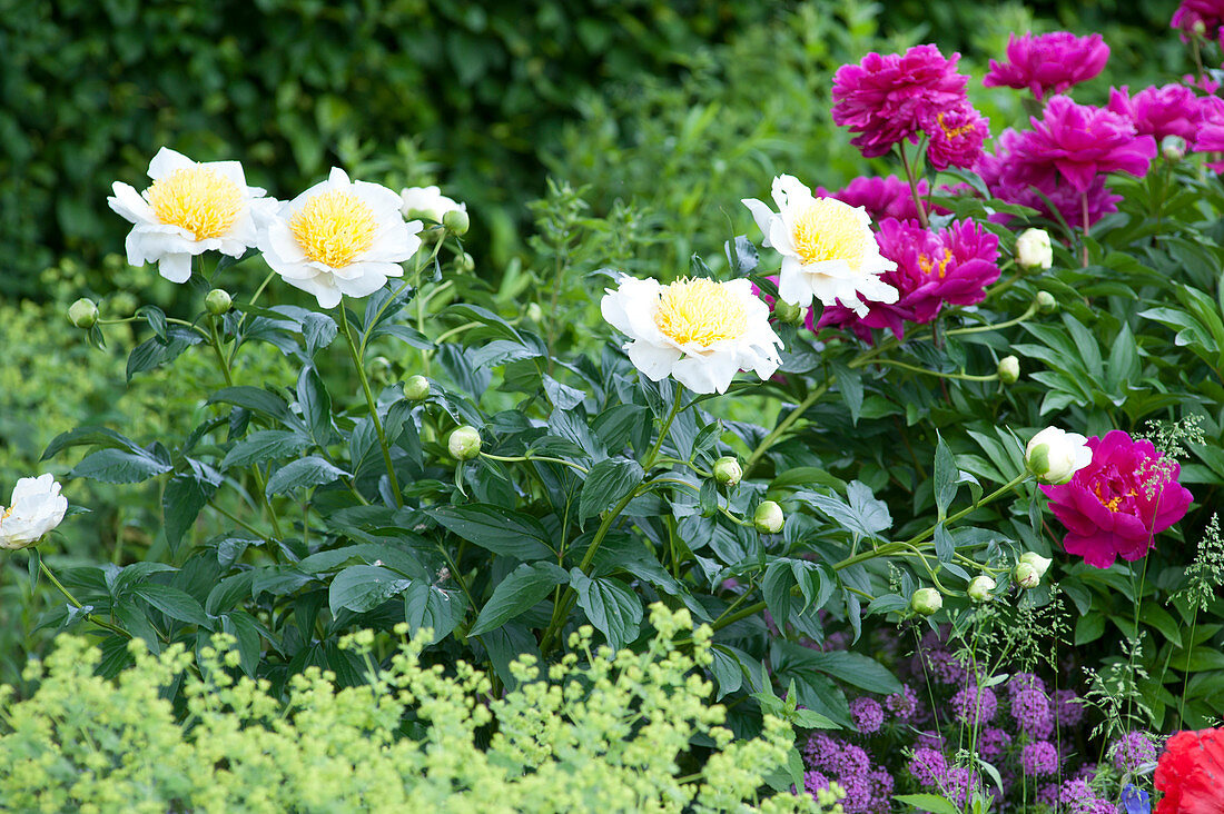 Noble Peonies' Jan Van Leeuwen 'white And' Dr. H. C. Steffen '