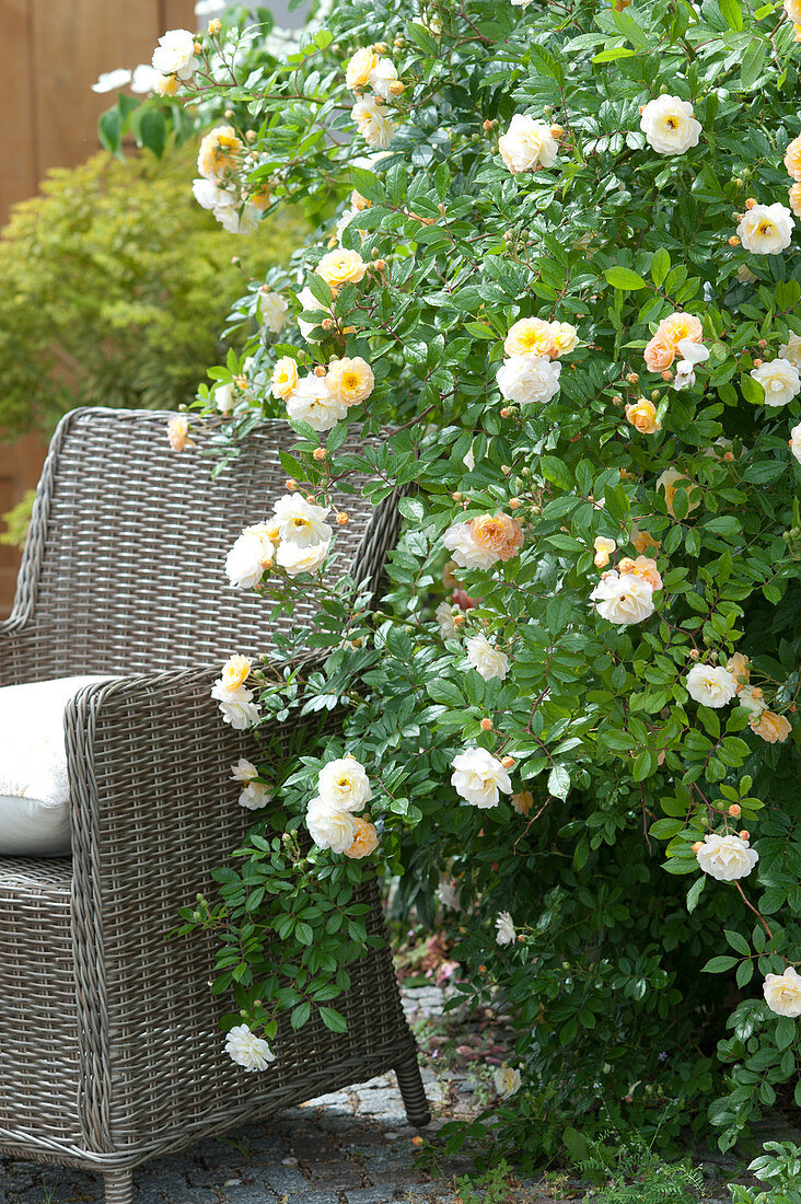 Wicker Armchair Next To Rose 'ghislaine De Feligonde'