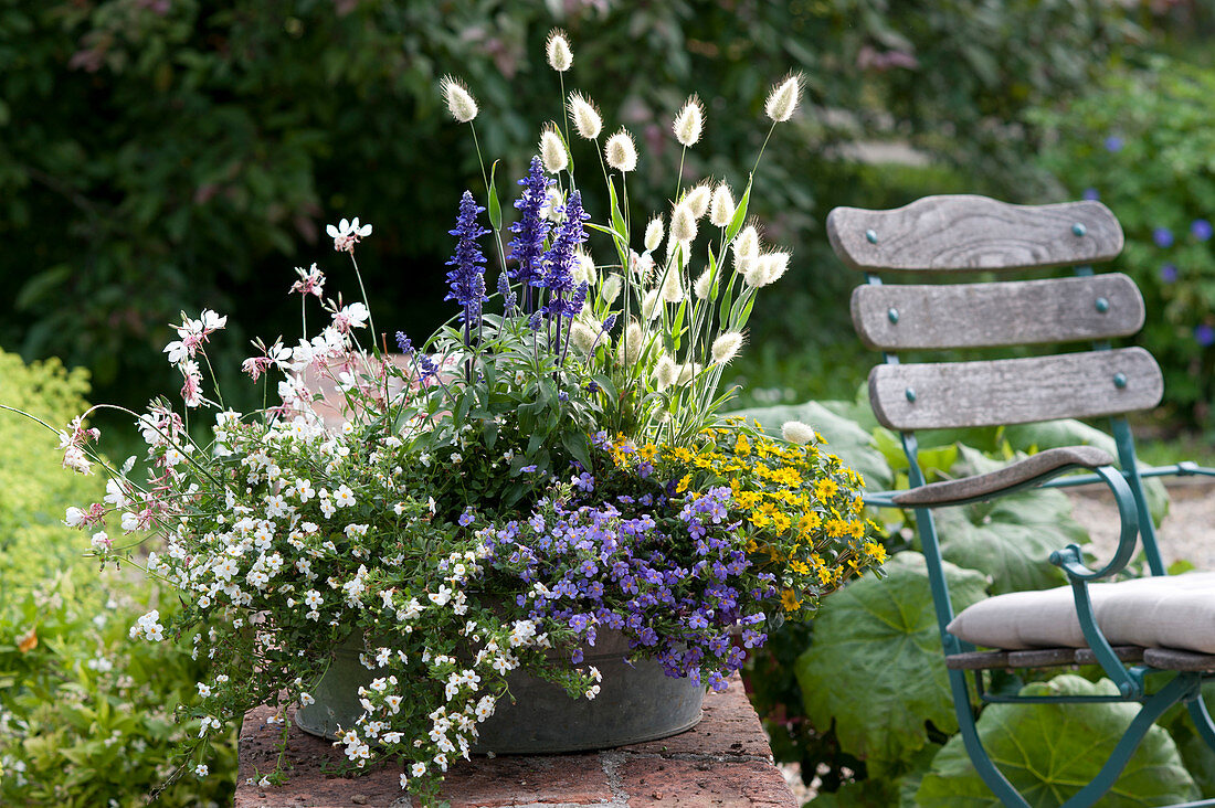 Snowflake flowers 'Everest Pure White' and 'Everest Dark Blue'