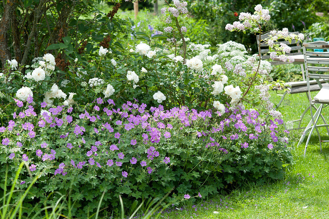 Wiesenstorchschnabel und weiße Rose im Beet