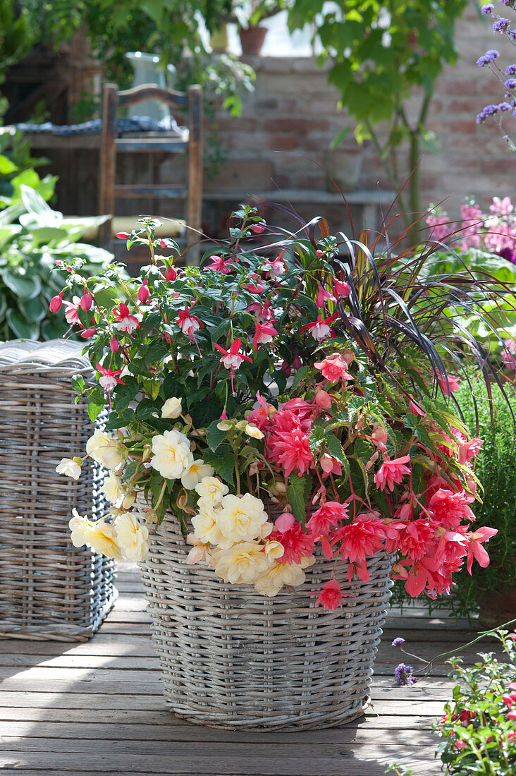 Basket with hanging begonia 'Chardonnay' and Belleconia 'Rose'