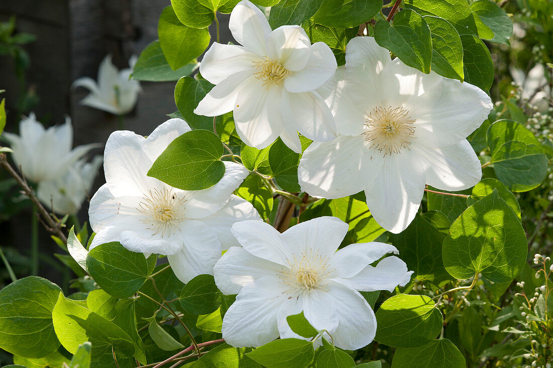 Flowers Of Clematis' Mme. Le Coultre '