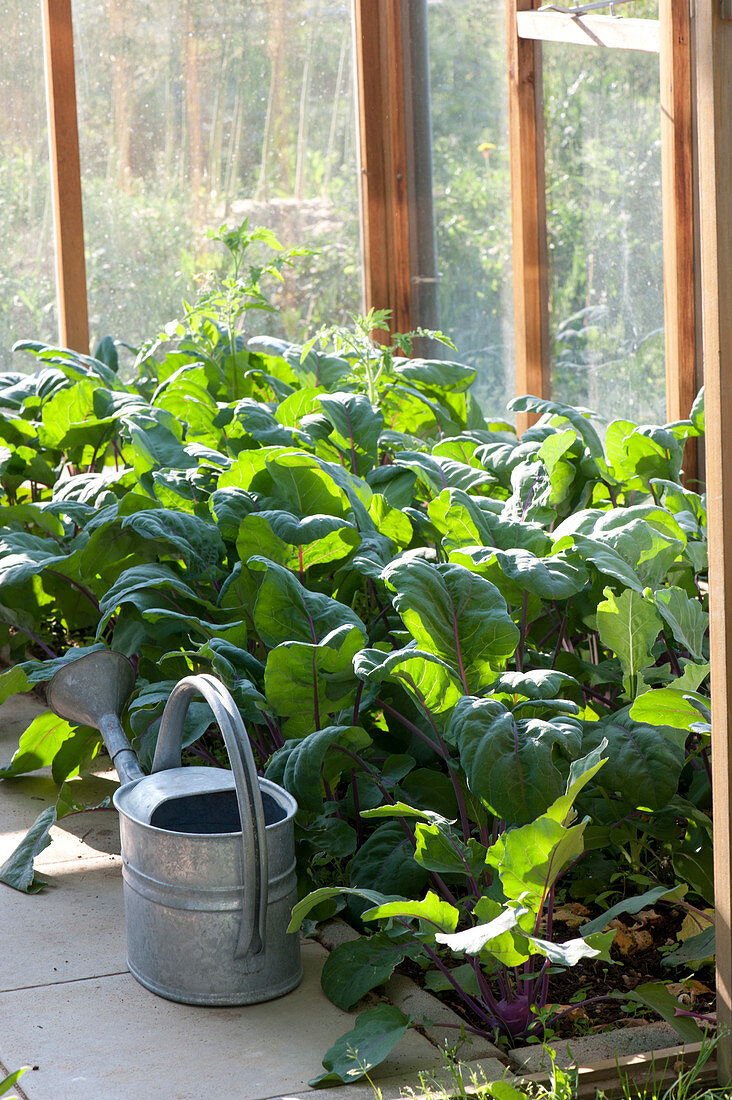 Kohlrabi 'delikatess Blauer' In The Greenhouse