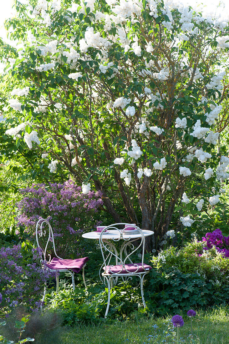 Small Seat In Front Of Lilac 'mme Lemoine' Filled White