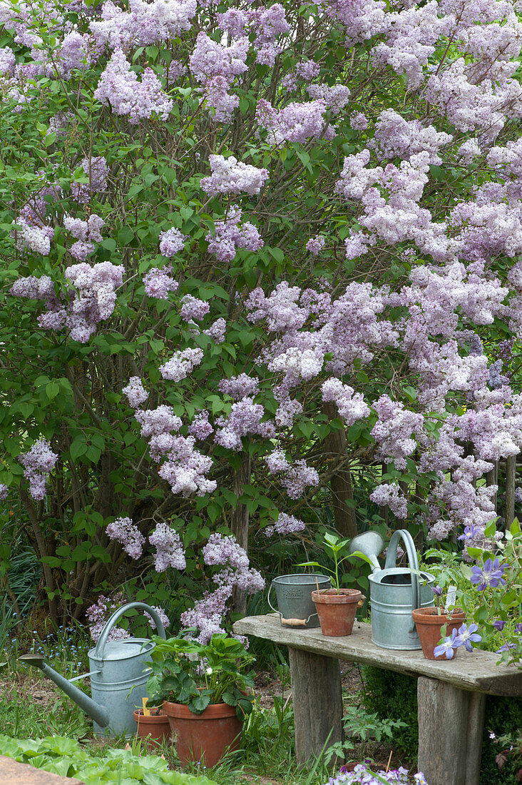 Lilac 'michel Buchner' In The Garden