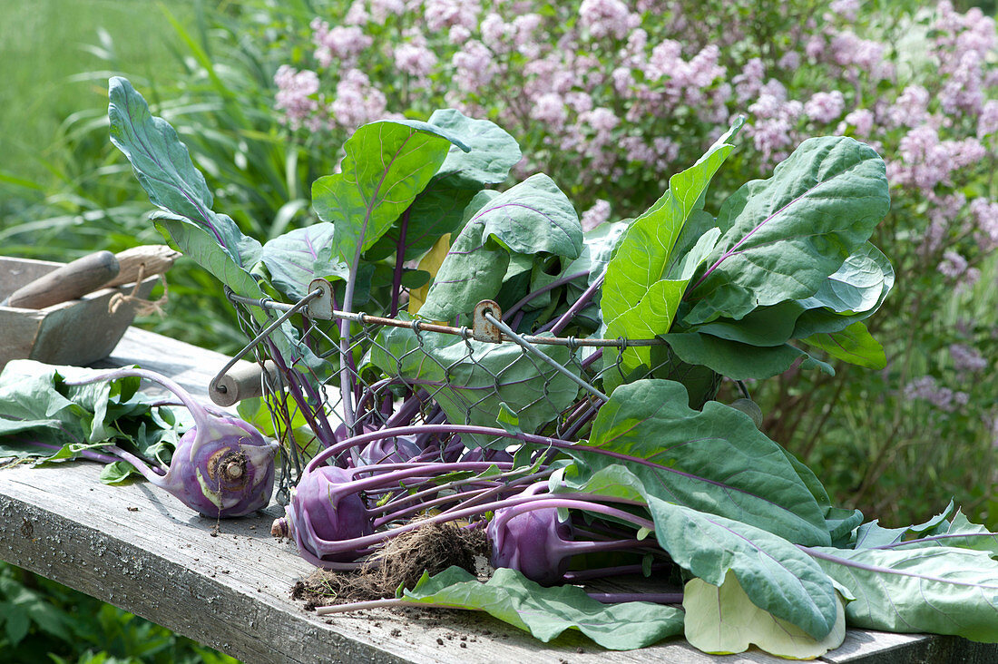 Freshly Harvested Kohlrabi