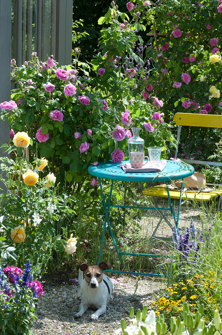 Small Sitting Area Next To Rose 'gertrude Jekyll'