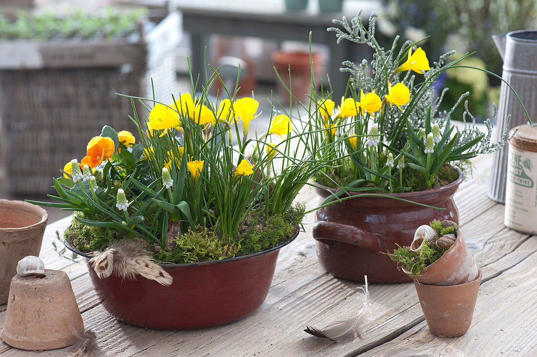 Hoarfrost Daffodils 'golden Bells', Horned Violet And Grape Hyacinths As Table-