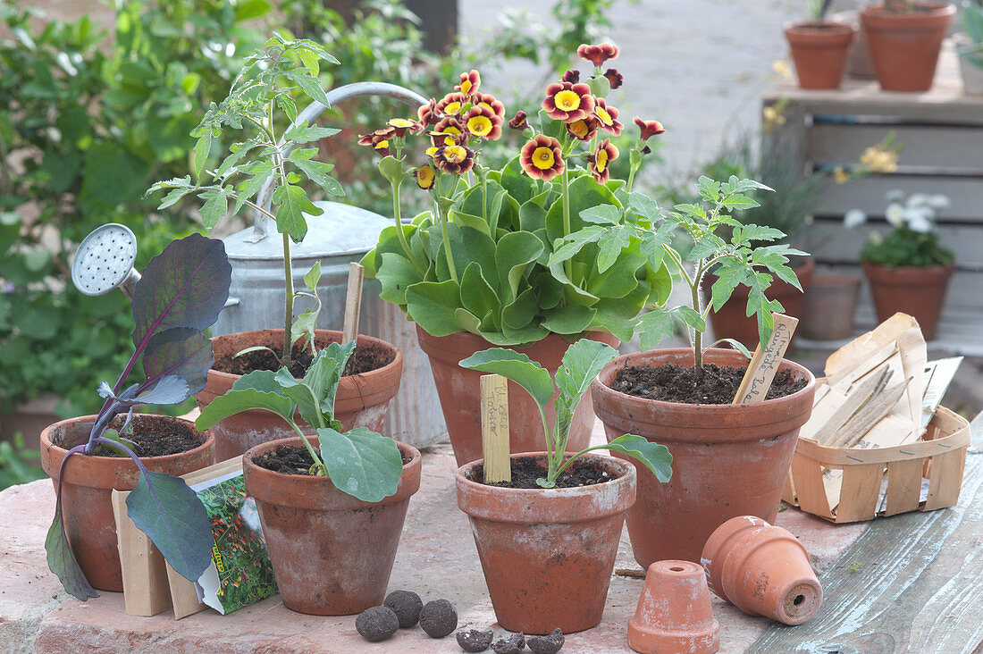 Garden Auriculum 'bilbo Baggins' And Vegetable Seedlings