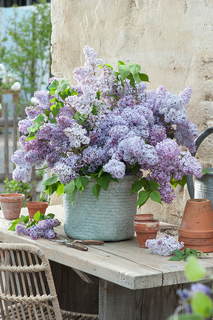 Violet Lilac Bouquet In Wicker Basket