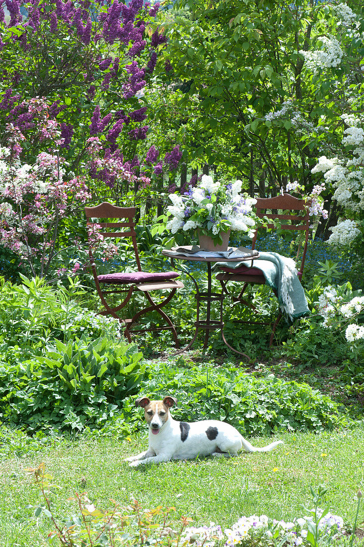 Small Sitting Area In The Perennial Border Between Lilac Bushes