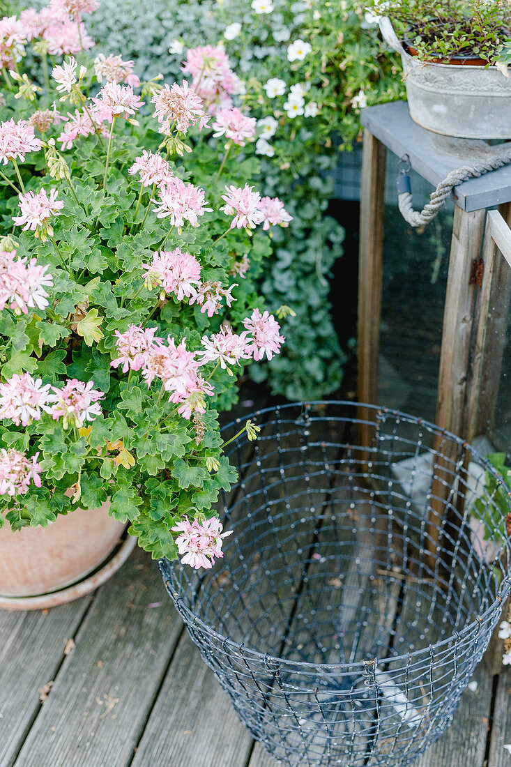 Geranium 'pagoda'