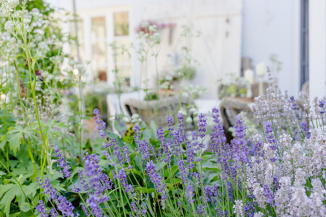 Lavender in nature