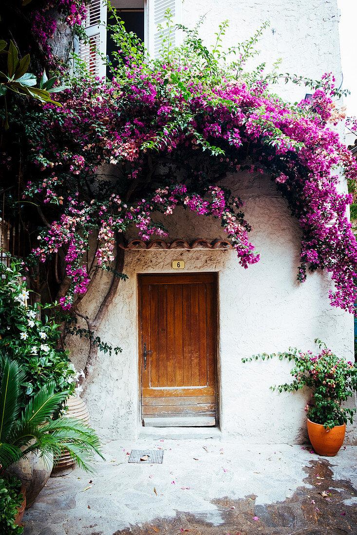 Bougainvillea über der Haustür eines mediterranen Hauses