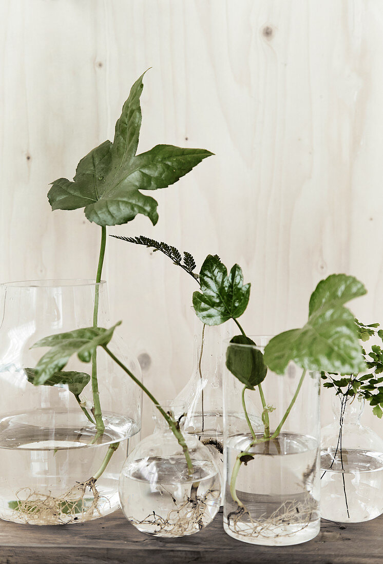 Wurzelnde Blätter und Pflanzen in Glasvasen