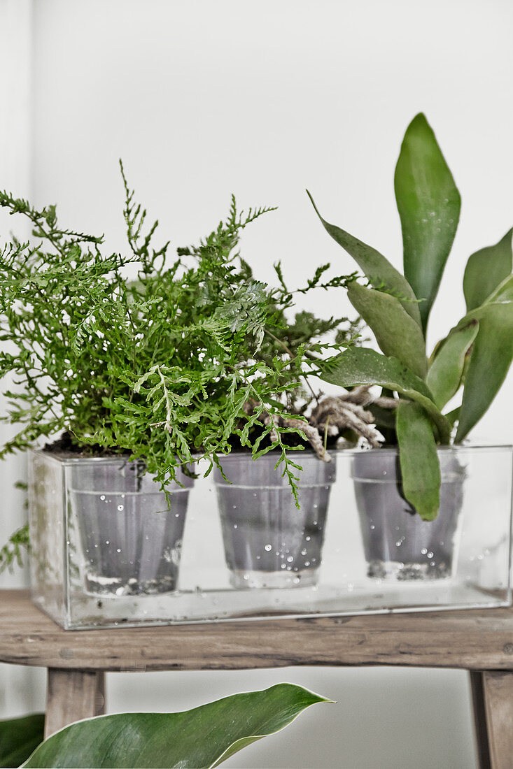 Plants in transparent pots in rectangular glass vase