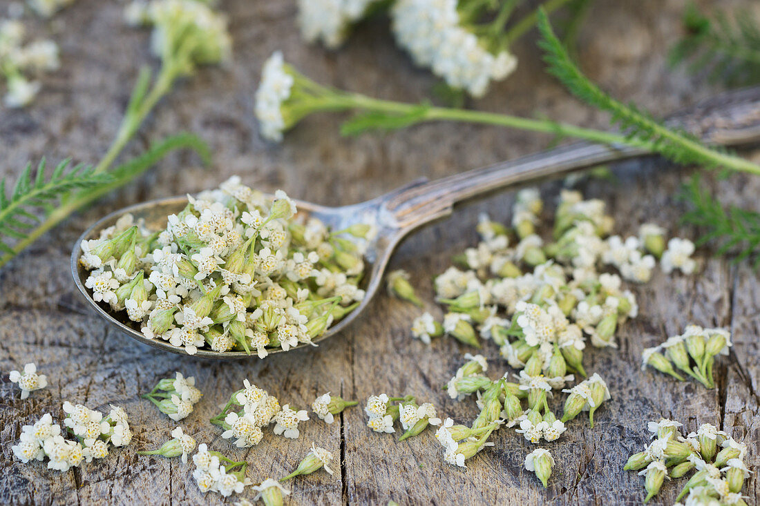 Yarrow with a silver spoon