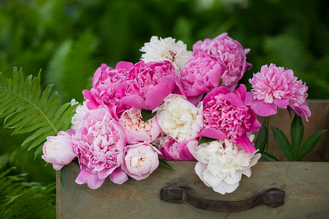 Pink and white peonies in old suitcase