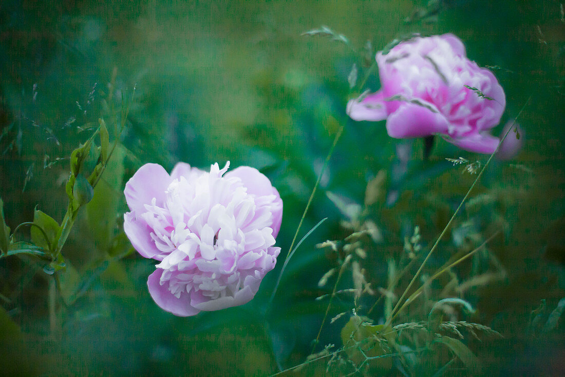 Zwei Pfingsrosen zwischen Gräsern bei mystischem Licht