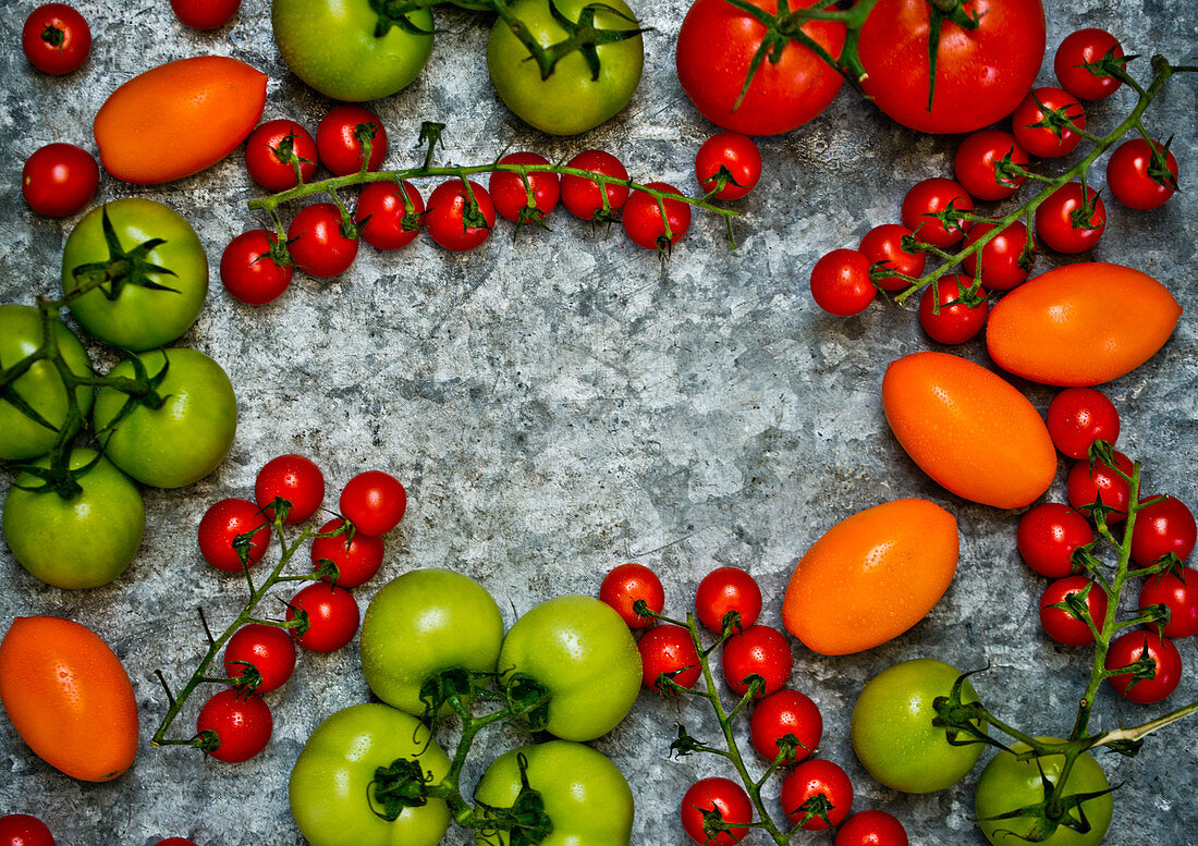 Frische bunte Tomaten