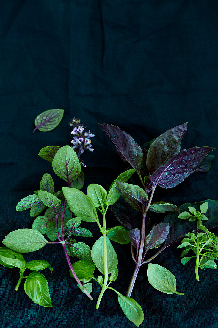 Various types of basil on a black surface